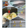 Design A type galvanized chick cage for new farmer